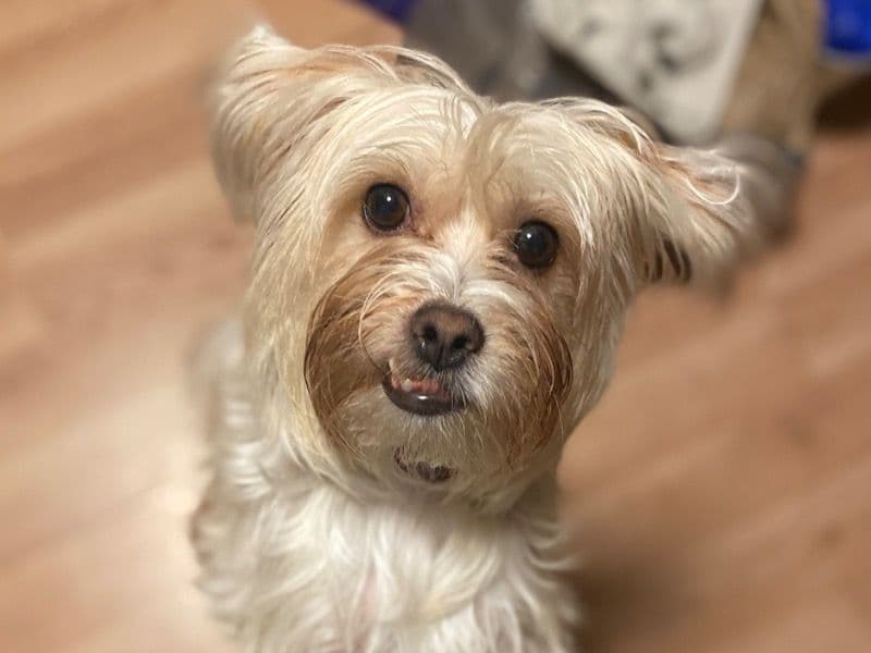 Nala primary photo