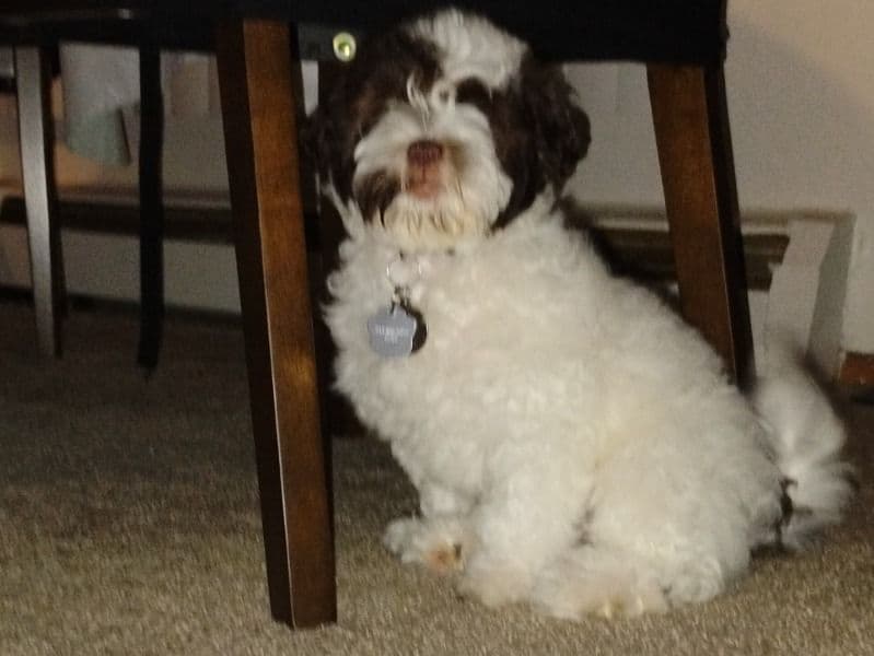 Cookie primary photo