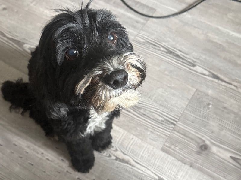 Archie primary photo