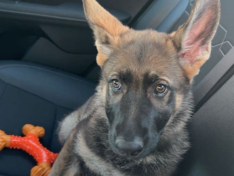 Freyja primary photo