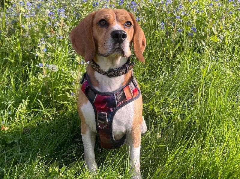 Mowgli primary photo