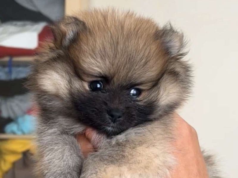 Lola primary photo