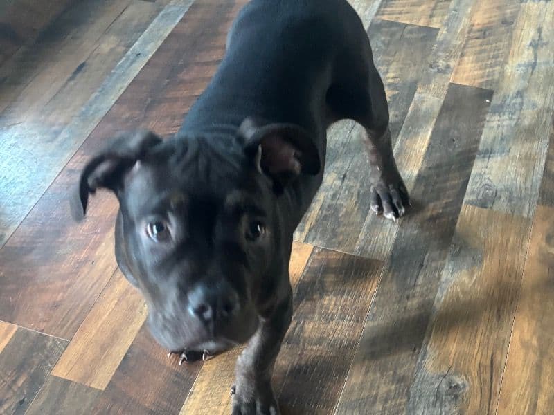 Aries primary photo