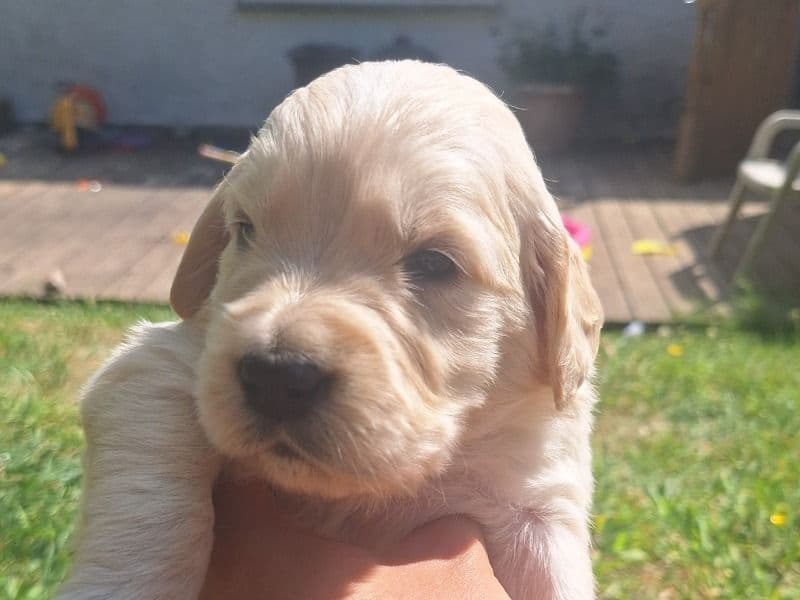 Goldies Girl primary photo