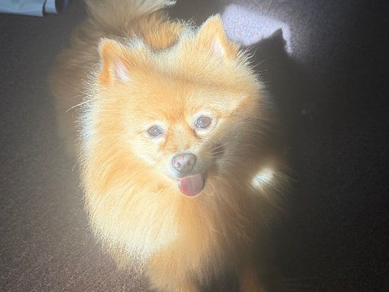Teddy primary photo