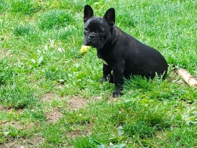Taz primary photo