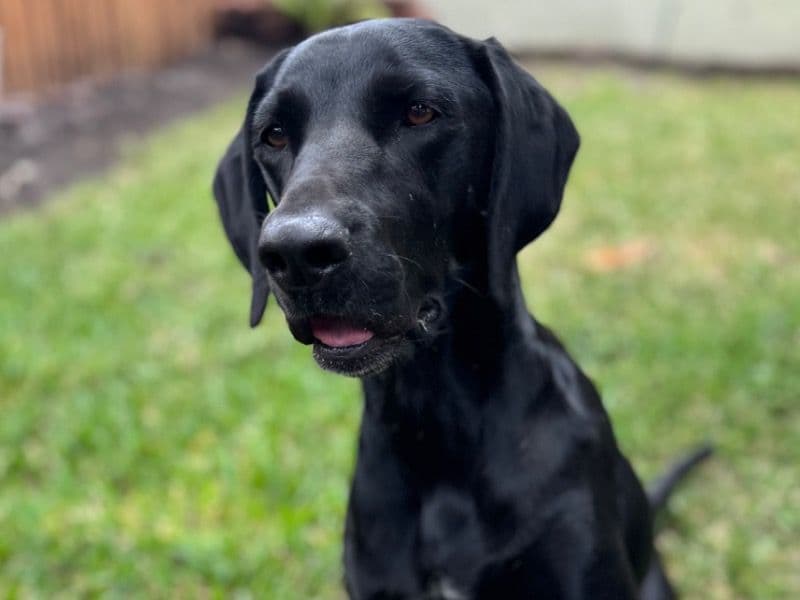 Gracie primary photo