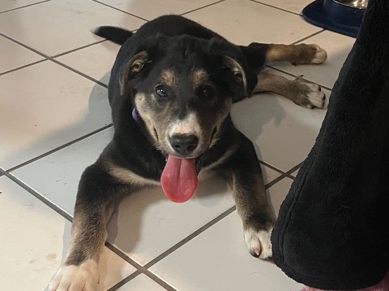 Luna primary photo