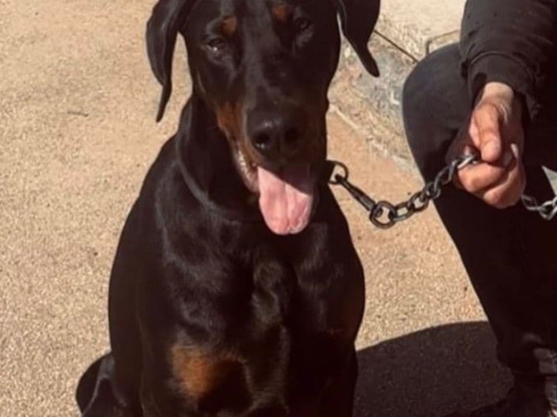 Bruno primary photo