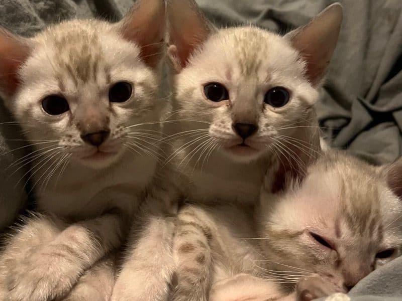 Bengal Kittens primary photo