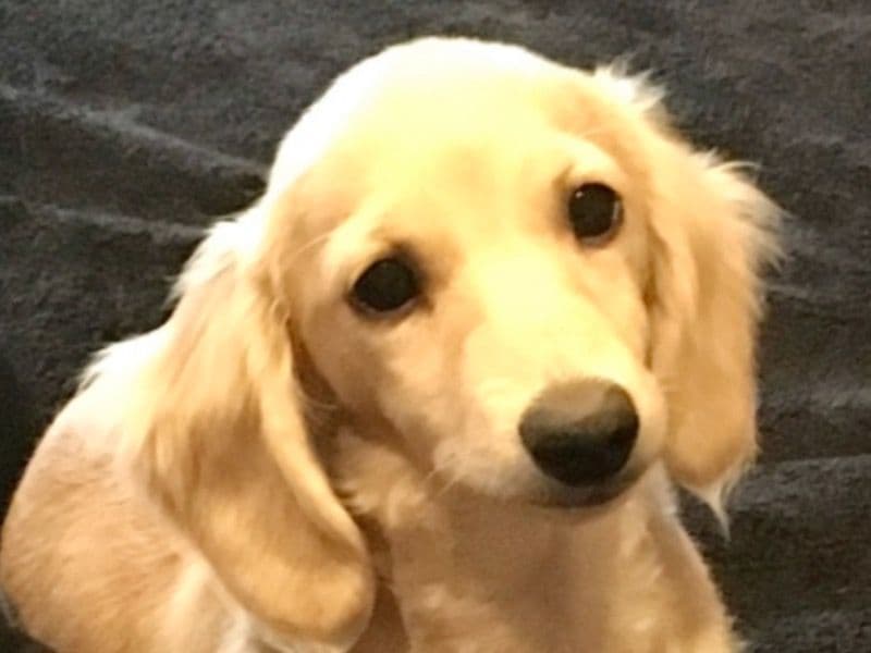 Dash primary photo