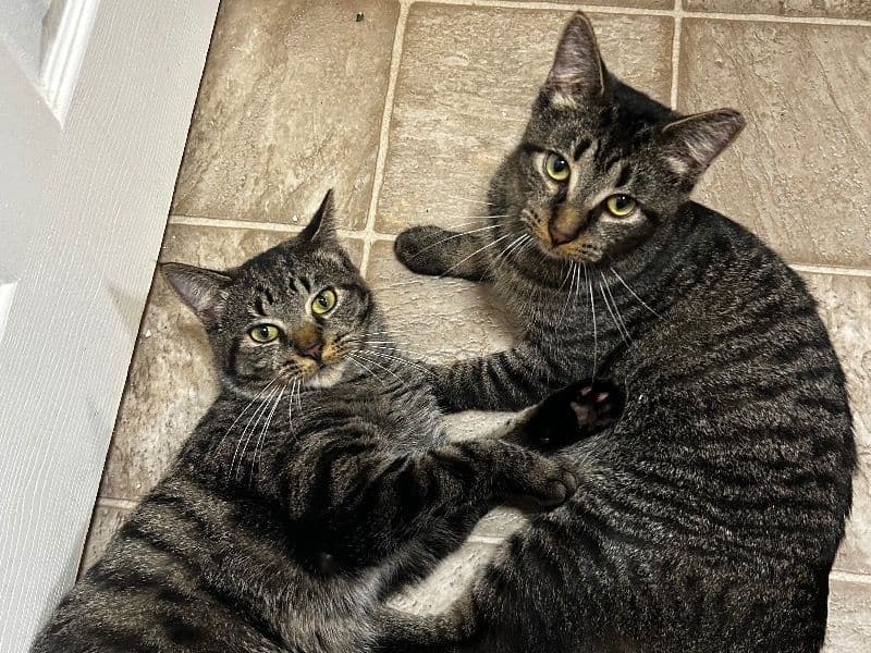Milo&otis primary photo