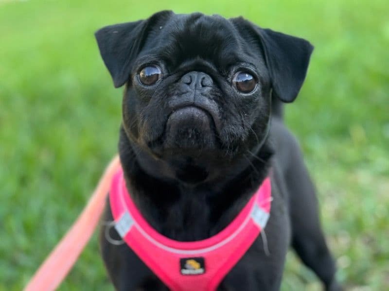 Millie primary photo