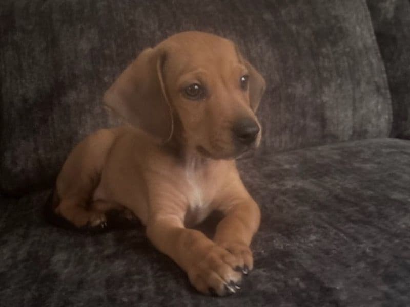 Nugget primary photo