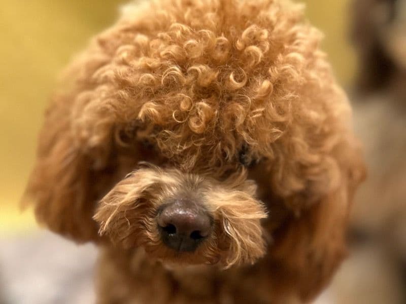 Mocha primary photo