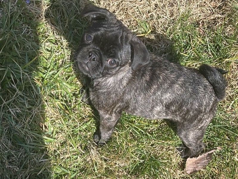 Bolt primary photo