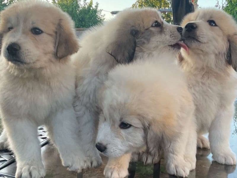 Babies primary photo