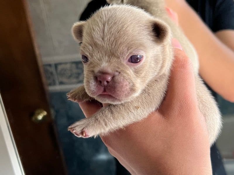 Luna primary photo