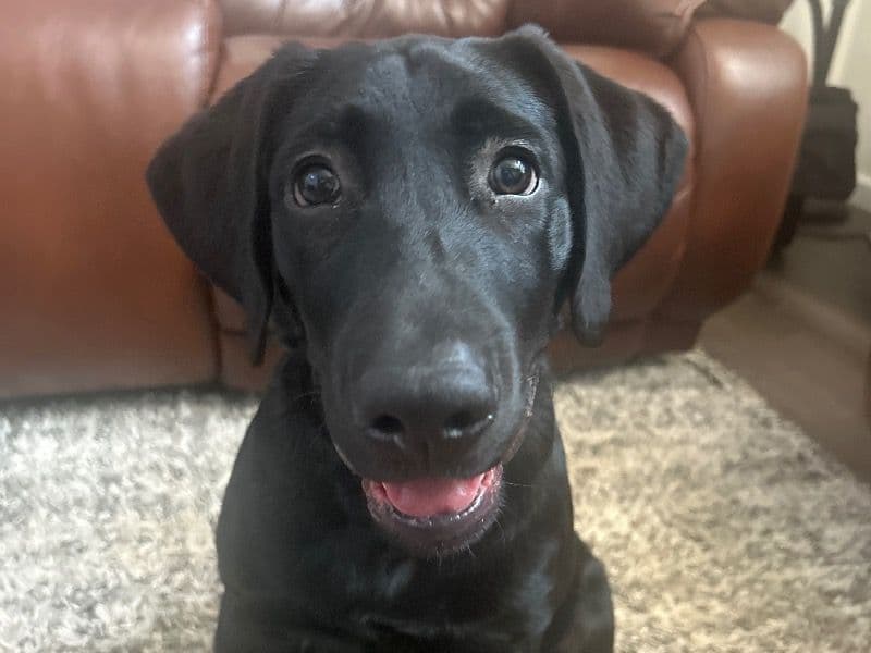 Scout primary photo