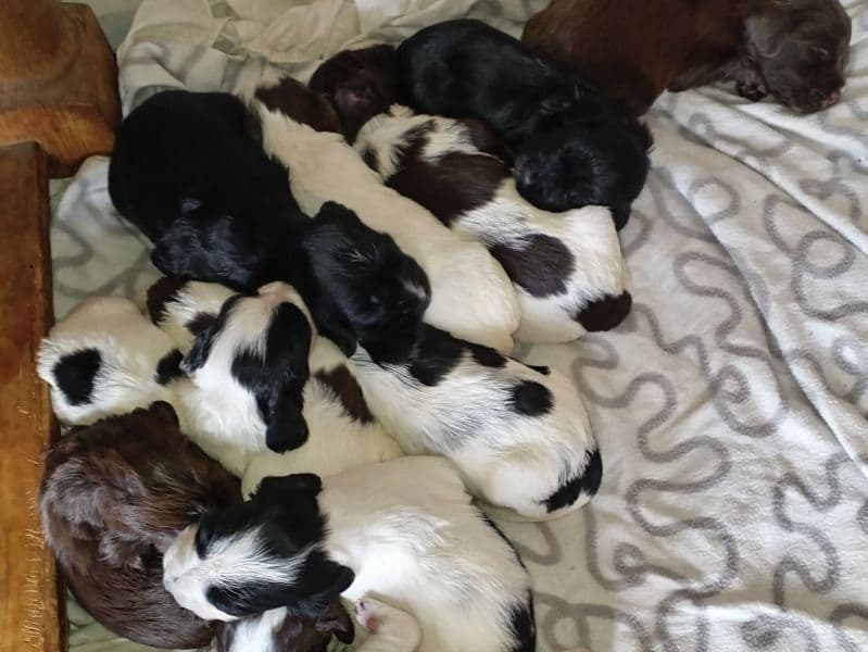 Liter Of 8 Puppies primary photo