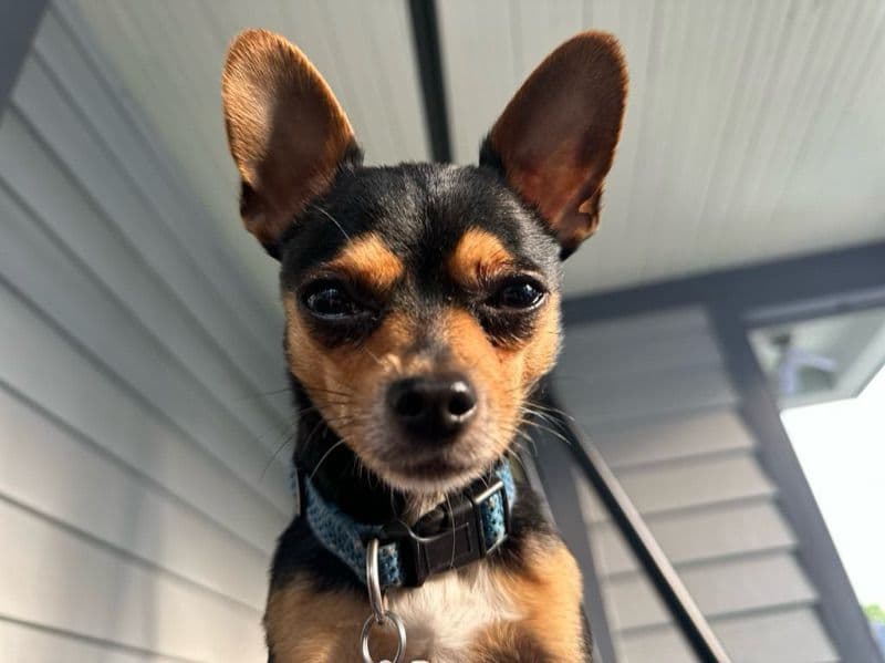 Simba primary photo