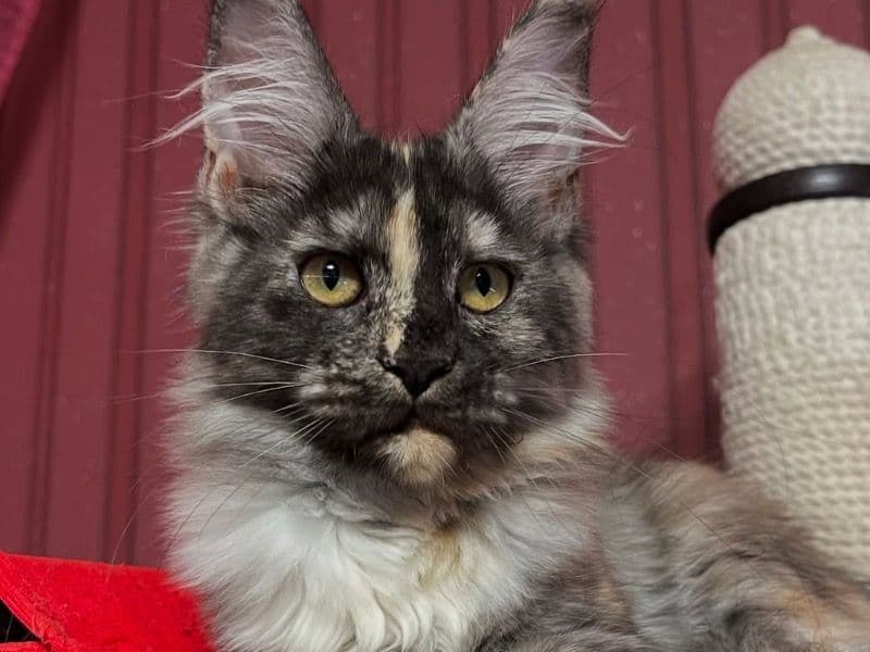 Lola primary photo