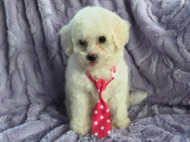 Mini Toy Poodle 2 primary photo