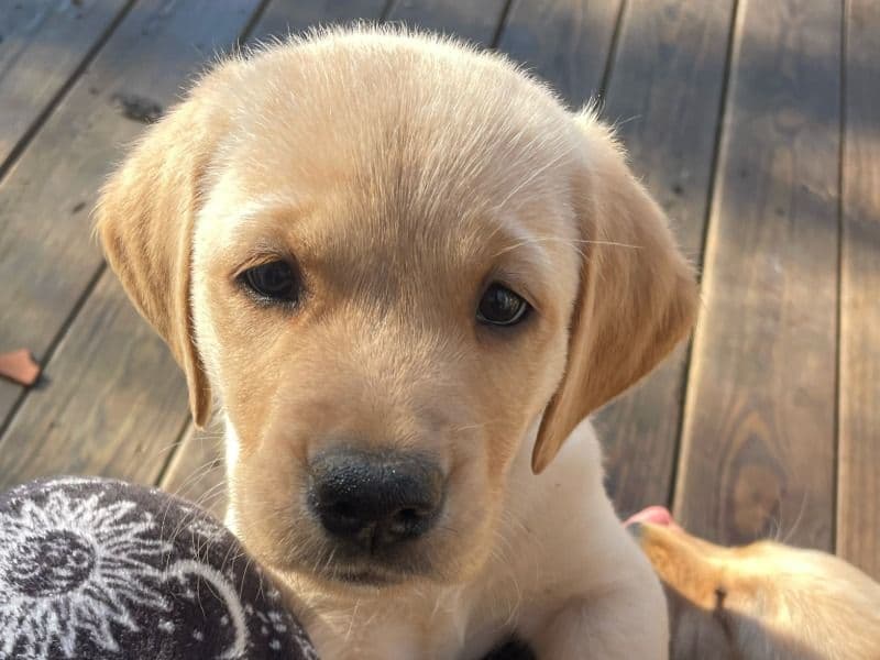 Goldador Puppy primary photo
