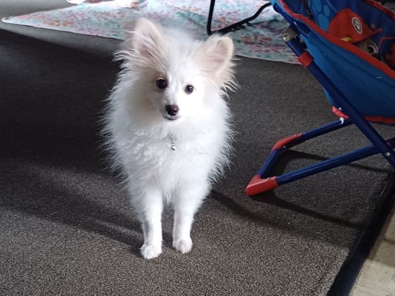 Fluffy primary photo