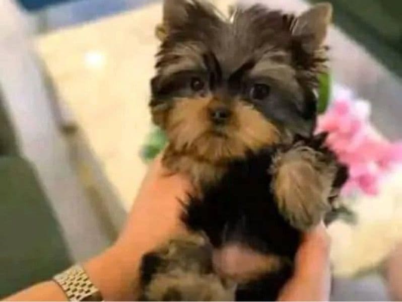 Yorkie Puppies primary photo