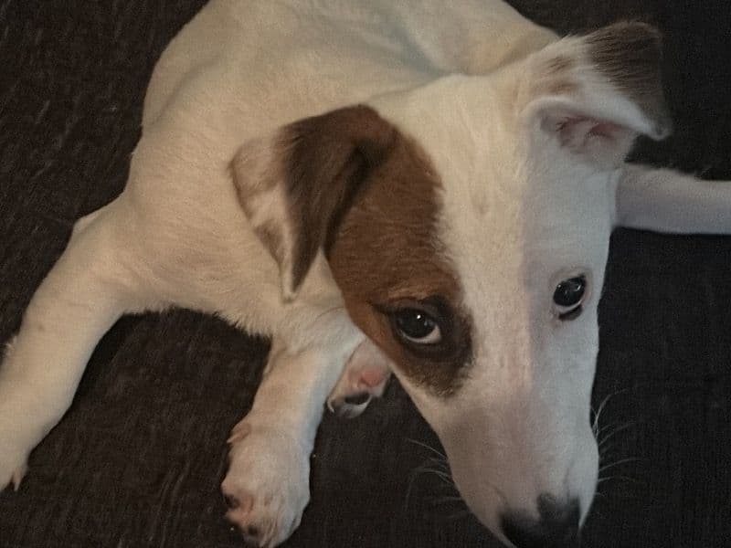 Benji primary photo