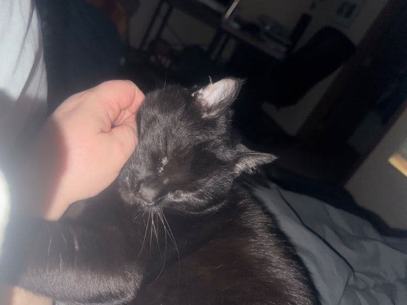 Mr. Cat primary photo