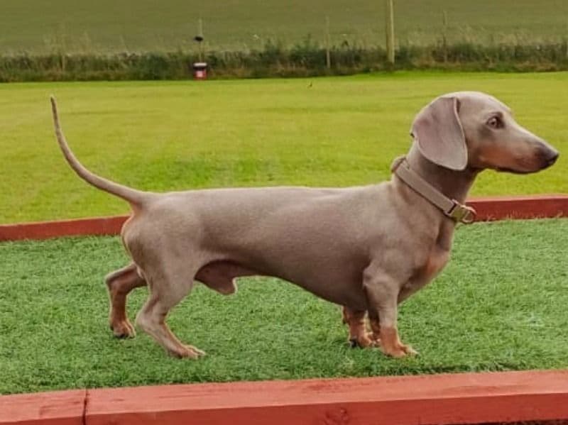 Remy primary photo