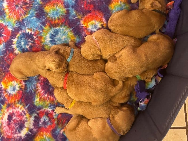 Golden Retriever primary photo