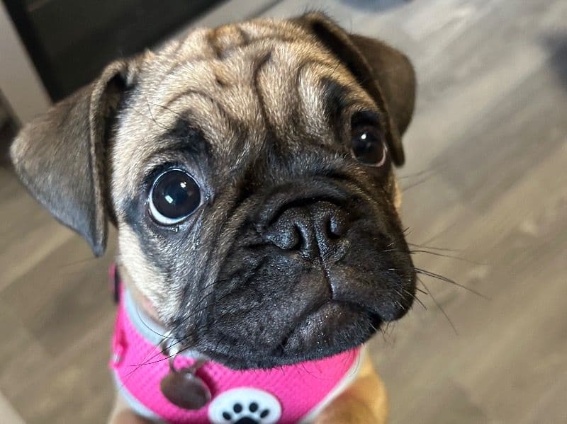 Dolly primary photo
