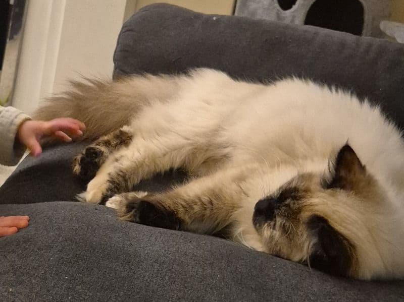 Luna primary photo