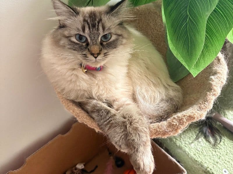 Bella primary photo