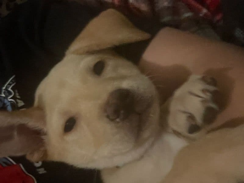 Xena primary photo