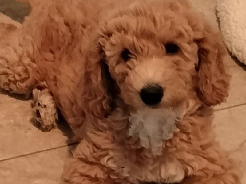 Pretty Star Puppy primary photo
