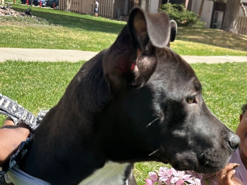 Nala primary photo