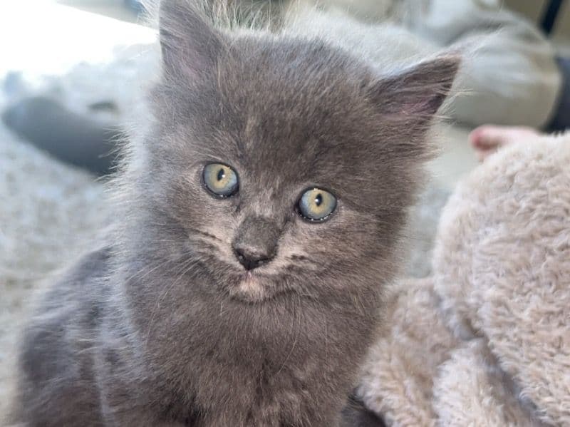 Lola primary photo