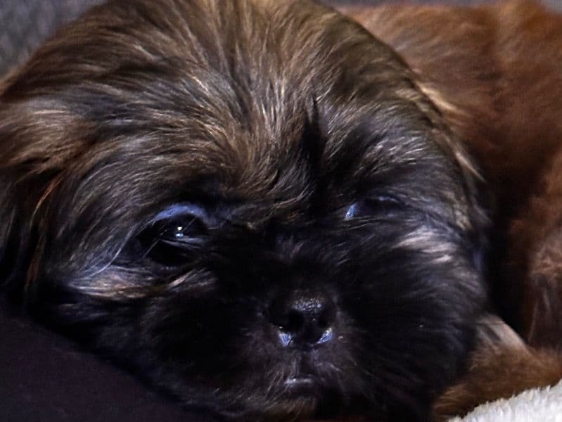 Teddy primary photo