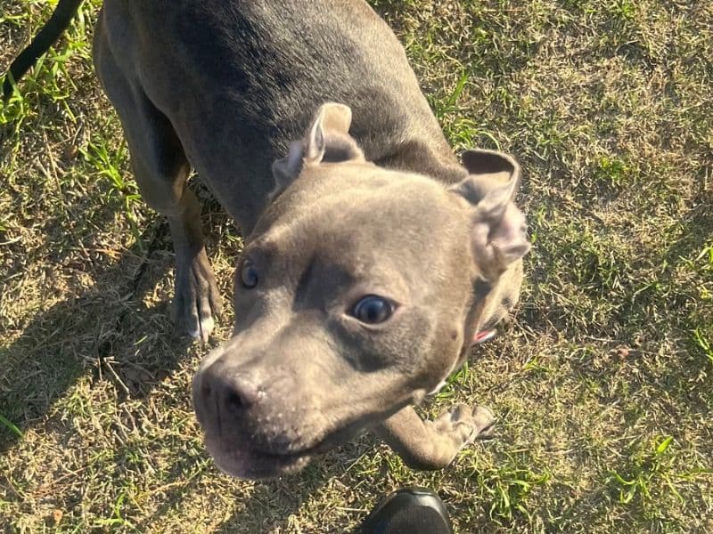 Trixie primary photo