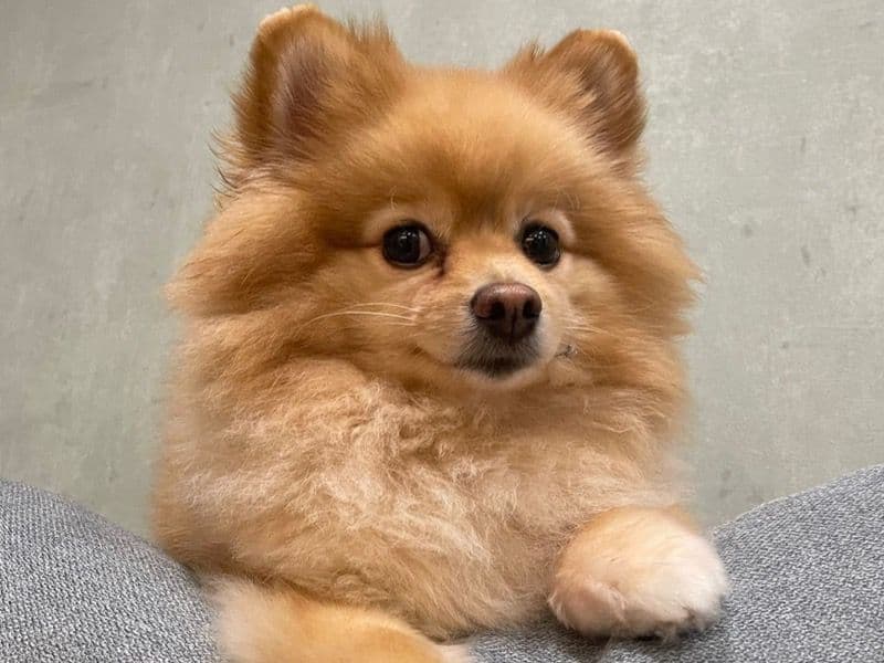 Mylo primary photo