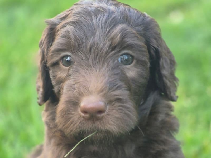 Rex primary photo