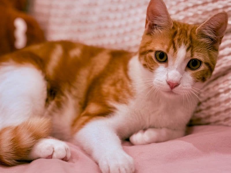 Loki primary photo