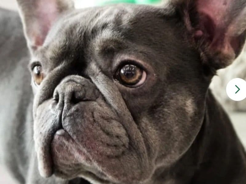 Nala primary photo