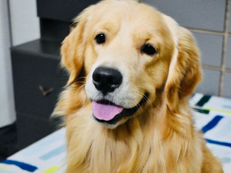 Bruno primary photo