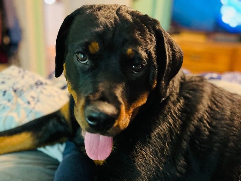Luna primary photo