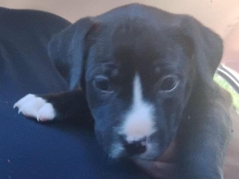 Kali primary photo